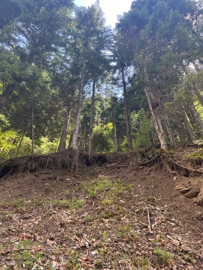 The image depicts a forest setting. Tall trees with green foliage dominate the view. The ground is covered with dirt, exposed roots, leaves, and some sparse vegetation. The scene appears to be a natural environment. The image is taken on the edge of a precipice, looking into the forest. There is no presence of people, no actions, interactions, or specific objects that can be identified. The location is stated to be Drianovo, Bulgaria.