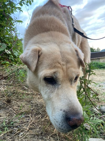 A golden-colored dog with a dark nose is shown in a low-angle, close-up shot. The dog is sniffing at some greenery in the foreground. The background is blurred, but appears to be an outdoor setting with trees, a building, and a cloudy sky. The image is taken from the perspective of someone looking down at the dog. The dog is wearing a red and black collar and leash. The location is identified as Lipniki, Russia.