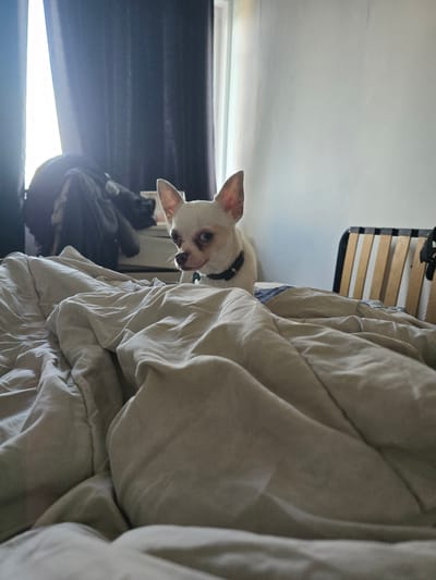 A close-up, low-angle, indoor shot shows a small white Chihuahua dog peering over the edge of a rumpled bed. The dog has erect ears and a black collar. The bed is covered in a light gray duvet. The slats of the bed frame are visible in the upper center. In the background, to the left of the dog, is a dark object, possibly a backpack or bag. A window is visible in the background, casting light into the room. The location is Hem, France.