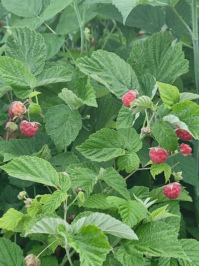 A close-up, vertical shot captures a cluster of ripe raspberries hanging from a leafy green bush. The raspberries are a vibrant red, with visible drupelets. The surrounding foliage is lush and green, with some leaves showing a slightly lighter hue. The image appears to be taken outdoors. There are no people or man-made structures visible in the frame, and the specific location within Қонысбай, Kazakhstan, cannot be determined from the visual information alone.