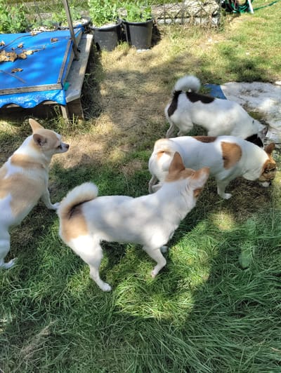 The image depicts a sunny outdoor scene with four small dogs on a grassy area. The dogs are of mixed breeds, primarily white with tan and brown markings. Three of the dogs are clearly visible, while a fourth is partially obscured by another dog. One dog, facing left, has tan ears and patches of tan on its back and tail. Another dog, facing away from the viewer, has tan markings on its ears and back, and a fluffy tail. A third dog, in the foreground, is mostly white with tan ears and a tan patch on its back. A fourth dog, with brown patches on its back and head, is visible in the background, sniffing the ground.
In the background, there is a wooden structure covered with a blue tarp, with some dried leaves on it. Behind this structure, there are several large black pots containing plants, suggesting a garden setting. The ground is a mix of green grass and dry, sun-baked earth. The lighting suggests it is daytime, likely late morning or early afternoon, with clear sunny weather. The overall impression is a casual, possibly backyard setting. There is no visible text in the image. The location context is Itzehoe, Germany.