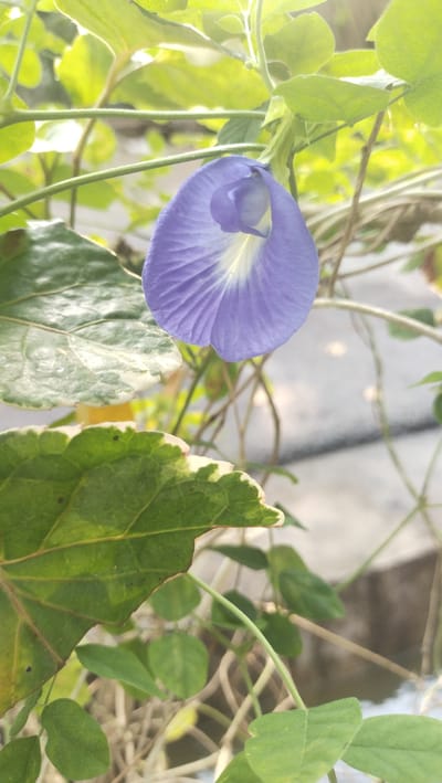 A close-up, vertical shot captures a single, delicate blue butterfly pea flower (Clitoria ternatea) in bloom. The flower, with its characteristic spade-like shape and light yellow accents, hangs from a green vine, surrounded by lush green foliage. The background is softly blurred, hinting at an outdoor environment with hints of sunlight filtering through. The image does not provide any specific details about its location within Kruengbaroblangme, Indonesia, nor does it depict any people, actions, or interactions. The scene is a natural one, focusing solely on the beauty of the flower and its surrounding plant life.