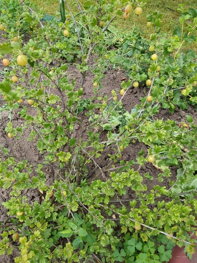 This image is a close-up, eye-level shot of a gooseberry bush in a garden. The bush is laden with unripe gooseberries, which are a pale green to yellow color. The berries are small and round, and hang in clusters from the branches. The leaves of the bush are a vibrant green, and are lobed and toothed. The ground around the bush is covered in dark, moist soil, with some patches of clover and other low-lying green plants. The background of the image is blurred, but appears to be a grassy area, suggesting an outdoor setting. The image provides no information about the location within the city of Boryspil, Ukraine, nor does it depict any people or actions. The focus is entirely on the gooseberry bush and its fruit, in a natural, vegetative environment.