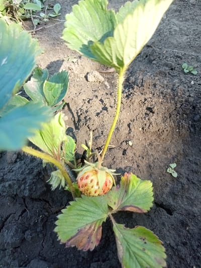 This is a close-up, eye-level outdoor shot of a strawberry plant growing in dark, dry soil. The plant has several green leaves, some of which have brown tips and edges, suggesting they may be drying out or diseased. A small, unripe strawberry, with a pale green and pinkish hue, is visible on a stem. The background is out of focus, showing more of the soil and some out-of-focus green foliage. The lighting suggests it is daytime, with the sun casting shadows. The location is identified as Stavchyntsi, Ukraine. There is no visible text in the image.