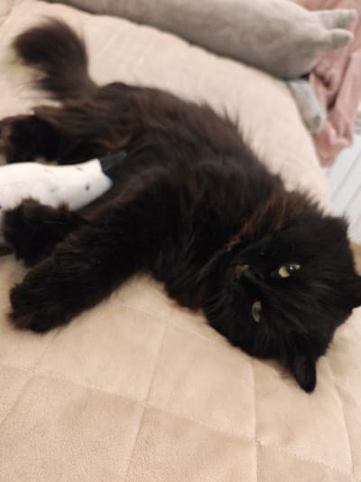 A black cat with long fur is lying on its back on a light brown quilted surface. The cat's eyes are a light green color and it appears to be looking towards the camera. Part of a white stuffed toy with black spots is visible under the cat's front legs. In the background, there are blurred out pillows and bedding. The image does not provide any information about the location in the city of Kalmykovo, Russia.