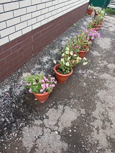 The image shows a row of potted plants lined up against a brick wall. The wall has a pattern of light-colored bricks above dark brown bricks. The potted plants are of various colors, including pink, white, and yellow flowers, and are placed in terracotta-colored pots. They are arranged on a gravel and asphalt surface. The scene appears to be outdoors, possibly in a residential or public area. The location is identified as Kinel'-Cherkasy, Russia.
