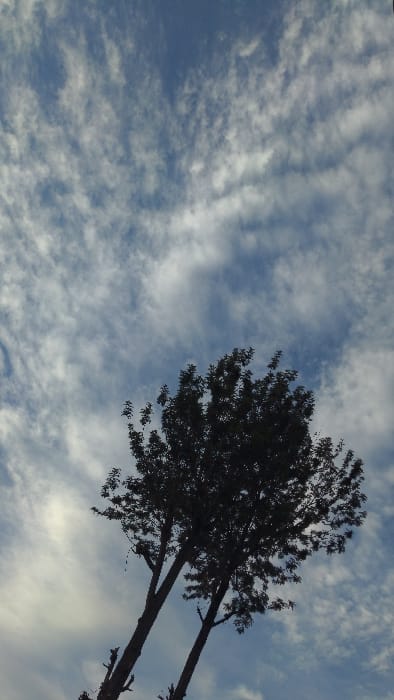 A low-angle shot captures a sprawling tree silhouette against a textured sky. The tree, positioned on the right, has two prominent branches extending diagonally, its foliage dense and undefined against the lighter background. The sky, dominating the left side of the frame, is a mix of blues and whites, with distinct, scattered cloud formations creating a dynamic pattern. The overall tone evokes a sense of natural grandeur.