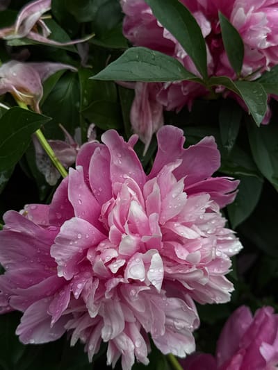 A close-up, eye-level shot features a vibrant pink peony in full bloom, with delicate water droplets clinging to its petals. The flower is the primary subject, filling most of the frame. Its layered petals transition from a deep pink at the edges to a lighter, almost white hue towards the center, creating a soft, ruffled appearance. Green leaves, some with water droplets, surround the peony, providing a lush backdrop. The lighting is diffused, suggesting an overcast day or shaded area. In the background, other blurred pink peony blooms are visible, hinting at a garden setting. The image has a shallow depth of field, with the foreground peony sharply in focus and the background elements softened. There are no people or animals present. This image appears to be of a peony flower in a garden in Yakshur-Bod'ya, Russia.