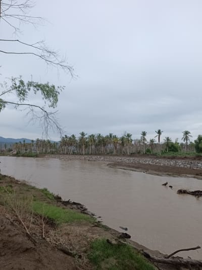 A wide, murky river flows through a landscape characterized by tropical vegetation under an overcast sky. The riverbank on the left is composed of dark soil, with some patches of green grass and scattered dry branches and debris. Further along the river, the opposite bank is lined with a stone embankment, behind which a dense line of palm trees stands. Beyond the palm trees, the terrain slopes upwards towards hills, also covered in vegetation. The sky is a uniform pale gray, suggesting either dawn, dusk, or an overcast day. The overall impression is one of a rural, natural setting, potentially impacted by recent weather events due to the debris and the condition of some trees. The image is taken in Meunasah Raya, Indonesia.