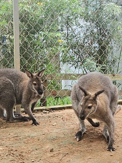 Two wallabies are positioned in a dirt enclosure with a wire fence in the background. The wallaby on the left is standing and facing left, while the wallaby on the right is crouched down and facing forward. The enclosure appears to be part of a zoo or wildlife sanctuary. The natural light suggests it is daytime. The environment suggests a temperate climate with foliage visible beyond the fence. The image was taken in Đông Mang, Vietnam.