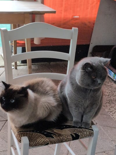 In the city of Sömmerda, Germany, two cats are seated on a white chair with a patterned cushion. The cat on the left is a Siamese or similar breed with dark brown and cream fur and striking blue eyes. It is looking towards the left of the frame. The cat on the right is a grey British Shorthair with round features and amber eyes, looking downwards and to the right. Behind the chair, a wooden table is visible, with a bright orange structure behind it, possibly a wall or a vehicle. The floor appears to be paved with interlocking stones. The scene is indoors or in a covered outdoor area, with a neutral lighting.