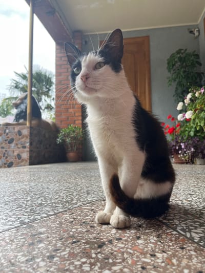 A black and white cat with green eyes sits on a speckled tile floor. The cat is looking to its left. Behind the cat, there is a wooden door, potted plants with red and white flowers, and a brick wall. In the background, palm trees are visible. The scene appears to be an outdoor patio or porch. This is likely located in a residential area within the ღრმაღელის თემი, Georgia, given the architectural style and vegetation.