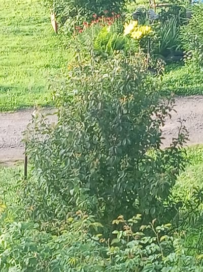 The image captures a close-up view of dense green foliage, predominantly leaves of various sizes and shapes, filling the majority of the frame. In the background, a dirt path is visible, bordered by more greenery and some out-of-focus yellow flowers. The overall impression is that of a natural, overgrown area, possibly a garden or park. There are no people or animals visible in the image. The lighting suggests it is daytime, with soft shadows indicating an outdoor setting. The image quality is slightly blurred, making it difficult to discern finer details of individual leaves or any specific plant species. There is no identifiable architectural structure or landmark to pinpoint a specific location, other than what appears to be a rural or suburban outdoor setting.