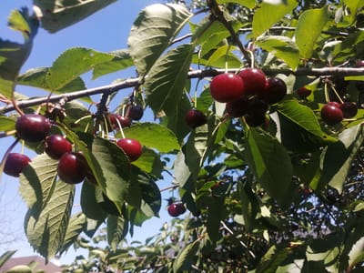 The image shows a close-up of ripe cherries hanging from a tree on a sunny day. The cherries are dark red and round, with some appearing almost black. They are clustered together on branches with green leaves. The background is a bright blue sky, suggesting an outdoor setting. The overall impression is one of a bountiful harvest. The image was taken in Novoteretsky, Russia.
