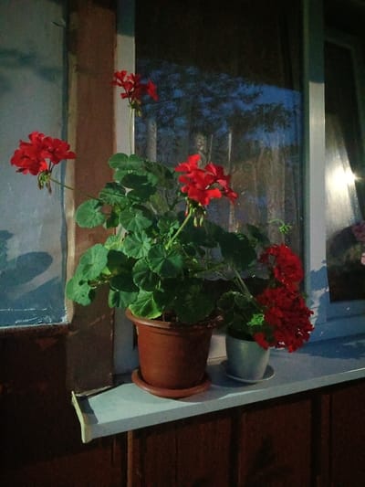 Two potted geraniums with bright red flowers are displayed on a windowsill outside a building. The larger plant, in a terracotta pot, has abundant green leaves and clusters of red blooms. To its right, a smaller plant in a light gray pot also features bright red flowers. The windowsill is white, and the background consists of a window with sheer curtains and reflections of trees and the night sky. The building exterior appears to be made of dark wood below the windowsill, and a textured, light-colored wall is visible to the left. The overall scene suggests an outdoor setting at dusk or night, possibly in a residential area. The location is identified as Litynia, Ukraine.