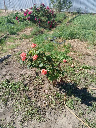 In Olginskaya, Russia, a sunny outdoor scene depicts a garden with a focus on a blooming rose bush. The rose bush, located in the foreground, features several vibrant coral-colored roses, some fully open and others in bud. The surrounding soil is dry and appears to be a mix of dirt and small stones, with scattered fallen rose petals. To the left of the rose bush, a gray, rounded object, possibly a rock or a border stone, is visible. A light brown hose snake-lines across the ground, winding around the rose bush and disappearing into the background. In the background, a large bush with dark pink roses is situated near a corrugated metal fence, which runs horizontally across the image. The ground in the background is covered with dry grass and taller green vegetation, suggesting a natural or unkempt area. The overall impression is a natural, sunlit garden setting.