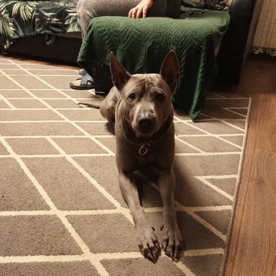 A grey Thai Ridgeback dog lies on a grey rug with a geometric, diamond pattern. The dog has a silver collar and is facing the viewer. Partially visible is a person wearing grey pants and a light blue sandal, sitting on a dark couch with a green throw blanket. The edge of a wood floor is visible.