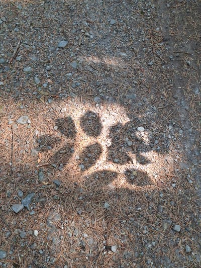 The image shows a shadow of a paw print on the ground, which is covered in small stones, dirt, and pine needles. The paw print shadow is the most prominent feature, with four distinct toe pads and a larger heel pad visible. Sunlight filters through what appears to be tree cover, creating dappled light and shadows on the ground. There are no people or animals visible in the image, nor any identifiable landmarks that would place it specifically in Eschenbach (LU), Switzerland. The scene depicts a natural outdoor environment.