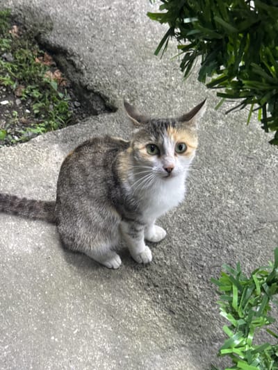 A calico cat with green eyes is sitting on a gray concrete surface, possibly a sidewalk or pathway, with some green foliage to the right and left. The cat is facing the camera with its head tilted slightly. The concrete has a rough texture and appears to be outdoors, with some dirt and dried leaves visible in the background to the left. The foliage on the right is dense and appears to be artificial, possibly a garland. There are no people visible in the image, and the cat is the sole subject. The lighting suggests it is daytime. The image does not provide specific details to confirm its location in Lagodekhi, Georgia.