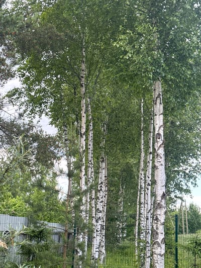 The image depicts a natural scene dominated by a grove of birch trees with their distinctive white bark marked by black streaks. The trees are tall and slender, with lush green foliage forming a dense canopy overhead. In the foreground, a metal fence with a grey, panel-like section and green mesh is visible, suggesting a boundary. Various other trees and foliage, including what appears to be pine and some leafy shrubs, are interspersed throughout the scene. The overall environment appears to be a semi-natural area, possibly a park or the edge of a wooded area within or near a residential zone. The sky is overcast and pale, indicating a cloudy day. No people or animals are present in the image. The location in Kommolovo, Russia is not explicitly indicated by any visual cues within the photograph itself.