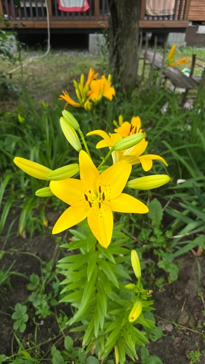 A close-up shot focuses on a vibrant yellow lily flower in bloom, its petals unfurling to reveal dark brown speckles at the center. Several unopened lily buds, a lighter green in color, surround the prominent bloom. The flower is set against a backdrop of lush green foliage and dark soil, with hints of other yellow lilies visible in the blurred background. In the upper portion of the image, a wooden deck or porch is visible, with a tree trunk to the right. The setting appears to be a garden in Yasnohorodka, Ukraine. There are no people or animals present in the image.