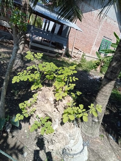 In Matangsijuek Timur, Indonesia, a Moringa tree sprout is growing from the trunk of a larger, cut-down tree. The sprout has several branches with small, green, oval-shaped leaves. The trunk of the cut tree is rough and weathered, with a dark gray rope wrapped around its base. Behind the sprout, a rough, grey-barked palm tree is visible. In the background, a brick house with a green-barred window and a corrugated metal roof structure with wooden beams are present. The ground is covered with dark soil and scattered small stones, with shadows cast by the trees suggesting a sunny day.