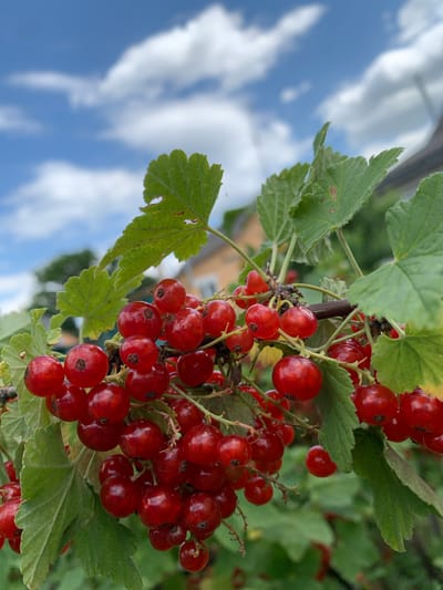 A cluster of ripe red currants hangs from a branch, with green leaves and a blue sky with scattered white clouds in the background. The currants are small, round, and a vibrant red, some appearing translucent in the sunlight. They are arranged in bunches on thin stems. The leaves are serrated and a healthy green, with a few showing minor imperfections. The sky is bright and appears to be daytime. There are hints of a building with a light-colored facade in the blurred background, suggesting an outdoor, possibly garden or rural, setting. The overall impression is one of natural beauty and the bounty of a summer harvest. No text is visible in the image.