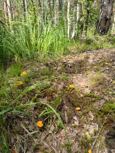 The image captures a sun-dappled forest floor in Priozernyi, Russia. The scene is dominated by lush green grasses and foliage, interspersed with the muted browns and grays of fallen leaves, pine needles, and moss. Scattered across the forest floor are numerous small, bright orange mushrooms, adding pops of color to the natural landscape. These mushrooms are the primary focal point among the organic debris and plant life. The lighting suggests it is daytime, with sunlight filtering through the trees, creating bright patches and dappled shadows. The overall impression is one of a serene and natural forest environment, possibly in late summer or early autumn, a time when mushrooms are commonly found. There are no people or animals visible in the image, emphasizing the natural state of the woods. The setting is clearly a forest, with tree trunks and branches visible in the background, indicating a woodland area.
