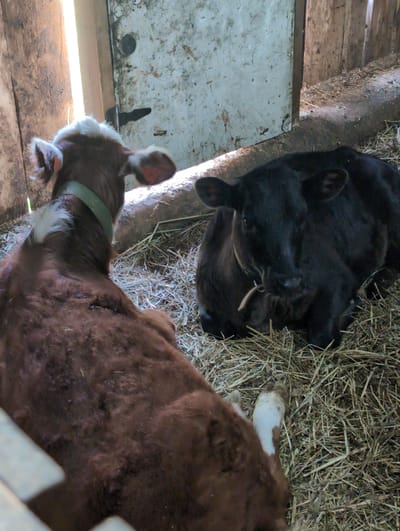 The image shows two calves in a barn. One calf is black and lying on hay. The other calf is brown and white and wearing a green collar. The barn floor is made of wood, and there is a white wall on the left. The location is Люк, Russia.