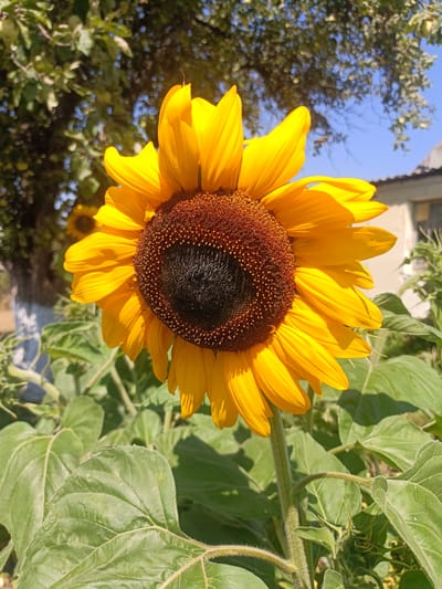 A close-up, eye-level, outdoor shot captures a vibrant, sun-drenched sunflower in Skobelka, Ukraine, under a clear blue sky. The sunflower, positioned slightly to the right of the frame's center, faces forward, its large, bright yellow petals radiating outwards from a dark brown center filled with seeds. Lush green leaves surround the base of the sunflower, their textures clearly defined. In the background, out of focus, foliage from a nearby tree with dappled sunlight is visible, along with a portion of a building's roof and wall. The overall scene is one of natural beauty and a peaceful, sunny day.