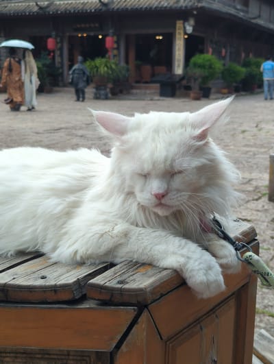 A fluffy white cat with its eyes closed is sleeping, draped over a wooden surface. The cat appears to be resting peacefully. A green and black rope is attached to a collar or harness on the cat and secured to the wooden structure, indicating it might be tethered. The wooden surface looks like part of an outdoor table or bench, possibly weathered with visible grain and some cracks. In the background, a blurred scene of traditional Chinese architecture is visible. There are buildings with dark wooden exteriors, ornate roofs, and red lanterns. A few people and potted plants can be seen in the distance, adding to the sense of a bustling, possibly touristy, outdoor setting. The lighting suggests it might be daytime, possibly with overcast conditions, as there are no strong shadows. The overall impression is a tranquil moment of repose for the cat amidst a cultural backdrop in Gucheng District, China.