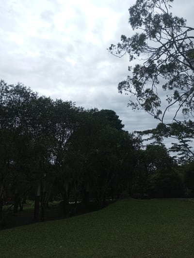 A landscape scene under a cloudy sky showcases a patch of green grass in the foreground. A line of trees is situated behind the grass. To the right, a larger tree with visible branches stretches into the sky. The overall image has a muted, slightly dark tone, suggesting an overcast or dimly lit environment.