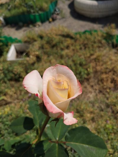 A close-up, eye-level shot captures a single, pale yellow rose with pink-tinged edges. The rose is in the foreground, with its petals unfurling to reveal a spiral center. Dark green leaves and a portion of the stem are visible below the bloom. The background is a blur of muted colors: dry, brown foliage, patches of green grass, and what appears to be a green plastic fence in the upper left corner. In the far upper right, a portion of a white, possibly rubber, object is visible. The scene appears to be an outdoor setting, likely a garden or yard, with a hint of dried vegetation suggesting a warm climate or season. The location is identified as Bila Krynytsia, Ukraine. There are no people or animals present in the frame.