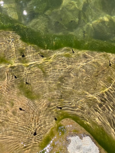 The image shows several tadpoles swimming in shallow, clear water. The water has a sandy bottom with some green algae visible. Sunlight refracts through the water, creating wavy patterns on the sandy bottom. The tadpoles are small and black, with oval-shaped bodies and long tails. They are spread out across the frame, with some swimming individually and others in small groups. There is no visible evidence of human presence or activity in the image. The scene appears to be a natural aquatic environment, possibly a pond or a slow-moving stream.