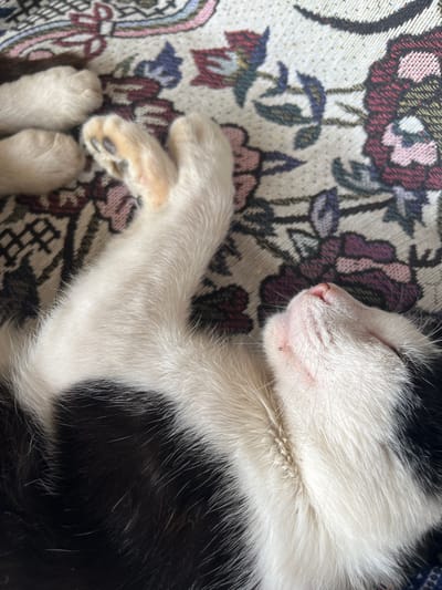 The image shows a close-up, overhead view of a black and white cat sleeping on a floral patterned fabric, possibly a blanket or sofa cover. The cat is mostly white with black patches. Its paws are visible, and one paw is extended upwards. The cat's face is turned to the right, showing its pink nose and closed eyes. The background fabric features a repeating floral design with colors including pink, red, blue, and green. The scene appears to be indoors, in a domestic setting. No specific location in ღრმაღელის თემი, Georgia is identifiable from the image.