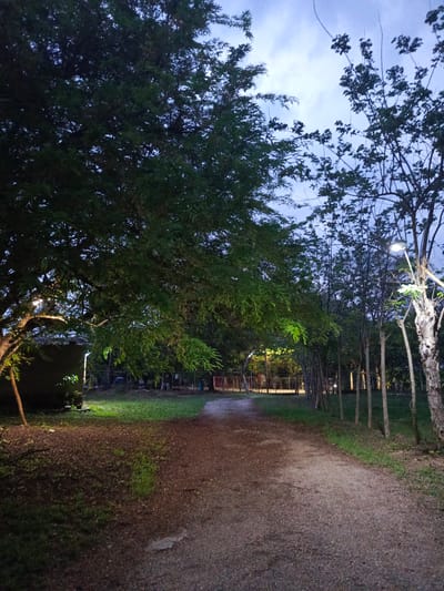 The image depicts a serene outdoor pathway at twilight or dusk in Monagas, Venezuela. A gravel or dirt path, subtly curving, extends from the foreground into the middle distance, inviting passage deeper into the scene.

Dense, lush green foliage forms the primary subjects. On the left, a large, mature tree with a full canopy dominates the frame, its lower branches illuminated by an unseen artificial light source, casting a verdant glow. A dark, low-lying structure, possibly a small building or shed, is partially visible behind this tree on the far left. To the right of the path, a line of slender trees, resembling young saplings or bamboo, stands tall, forming a natural border. Further to the right, another tree is brightly lit by an artificial lamp, highlighting its trunk and branches against the deepening gloom.

The ground comprises a mix of the gravel path and patches of grass, intermingled with areas of darker soil or fallen leaves. The sky, visible through the breaks in the tree canopy, appears as a soft, overcast light blue-grey, indicating that daylight is fading but not completely gone. The presence of artificial lights suggests a maintained area, such as a park, garden, or a developed rural property. The scene is tranquil and devoid of people or discernible activity, evoking a calm and peaceful mood. There is no visible text in the image.