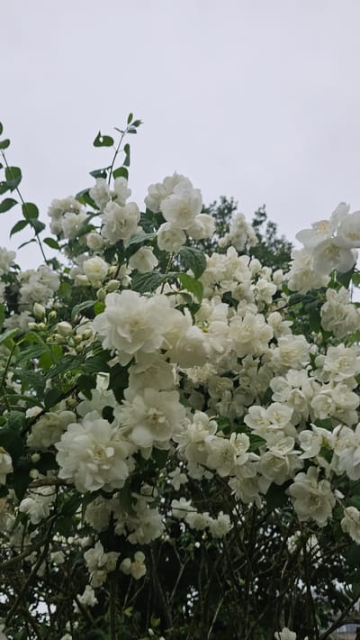 The image displays a dense cluster of white, double-petaled flowers, likely from a mock orange (Philadelphus) shrub or a similar species, blooming profusely. The flowers are abundant, forming thick garlands on branches, with many blossoms appearing full and lush, characterized by their layered petals. Interspersed among the white blooms are dark green leaves, adding a touch of verdant contrast to the scene. The branches of the shrub, some woody and dark, are visible particularly on the right side of the frame and deeper within the foliage.
The background is a soft, uniformly light grey sky, indicating an overcast day. Towards the upper and lower right, darker, blurred foliage from other trees or deeper parts of the same shrub can be glimpsed behind the white flowers. The perspective is upward, capturing the canopy of the flowering bush against the sky. There are no human subjects, man-made objects, or visible text in the image. The overall impression is one of natural beauty and floral abundance, characteristic of spring or early summer in a natural setting, such as Philippeville, Belgium.