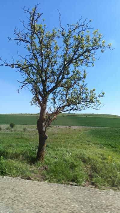 The image depicts a rural landscape under a clear blue sky. A solitary tree, sparsely leafed, stands prominently in the foreground. The tree's trunk is a dark brown color. Behind the tree stretches a green field, possibly of crops or pastureland, with a gentle hill in the distance. In the lower portion of the picture, the ground appears to be a gravelly path. The image was taken in the vicinity of Venets, Bulgaria.