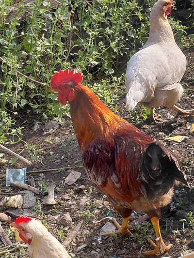 The image depicts a rural outdoor scene, likely a farmyard, with three chickens. In the foreground, a predominantly brown and red rooster with a bright red comb is facing left. To the right and behind the rooster, a large, light-colored hen stands facing away from the viewer. In the lower left corner, a lighter-colored hen's head is visible, facing left. The ground is covered with dry dirt, scattered leaves, twigs, and some green vegetation. The background consists of dense green foliage. There is no indication of the specific location within Novosełovo, Russia, beyond it being an outdoor, presumably rural setting.