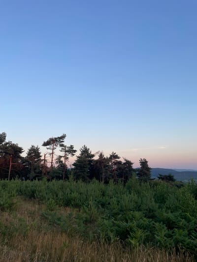 This is a landscape photograph taken outdoors, likely in Rokosovo, Ukraine. The image is oriented vertically, with the sky occupying the left two-thirds of the frame and a forested hillside filling the right third. The sky transitions from a clear, light blue at the top to a pale pink and lavender hue near the horizon, suggesting it is either sunrise or sunset.
The right side of the image features a dense forest with various types of trees, including what appear to be pine trees with their distinctive needles and branching structures. Below the taller trees, there is a thick undergrowth of ferns and other greenery. Towards the far right edge of the frame, dry grasses and stalks are visible, indicating a transition from the forest to an open, possibly meadow-like area. In the background, dimly visible, are rolling hills or mountains.
The overall scene evokes a sense of tranquility and natural beauty, typical of a peaceful rural or wilderness setting at either the beginning or end of the day. No people, objects, or text are visible in the photograph. The time of day is clearly indicated by the atmospheric colors of the sky. The weather appears to be clear.