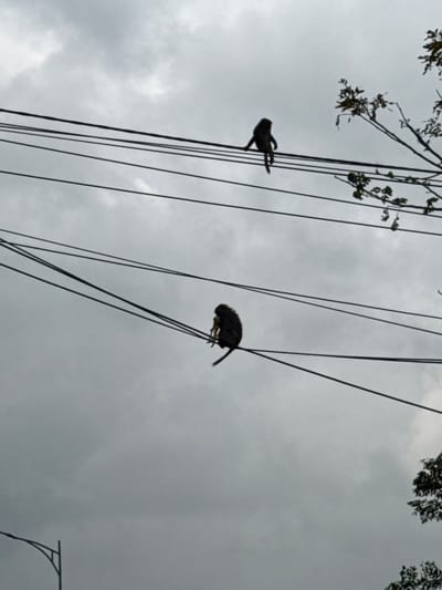 The image displays two dark-furred monkeys silhouetted against an overcast grey sky in Sơn Trà Ward, Vietnam. Multiple parallel black utility wires extend horizontally across the frame. An upper monkey is perched on a single wire in the upper-right quadrant, appearing to sit upright with its legs dangling. A lower monkey is positioned on a separate wire in the lower-middle quadrant, hunched forward and holding a light-colored, elongated object with both hands near its chest. Sparse tree branches with leaves are visible in the upper-right corner, and a curved section of a street lamp is present in the lower-left corner.