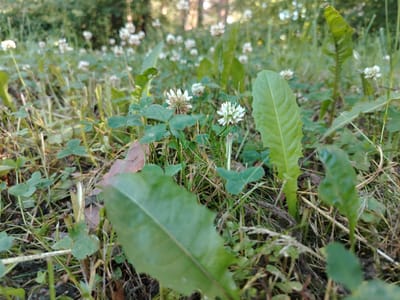 This is a low-angle, close-up photograph of a patch of ground covered in grass and small white clover flowers, likely taken outdoors in a natural setting. The foreground is dominated by large, textured green leaves, one of which is sharply in focus, while others are blurred. Several small, round white flower heads, characteristic of clover, are scattered throughout the scene, some fully bloomed and others partially developed. The background shows more of the grassy area with more clover flowers, and beyond that, a blurred suggestion of trees and foliage, indicating a wooded or park-like environment. The lighting suggests it might be daytime, possibly late afternoon, given the soft light and the way it illuminates the greenery. The focus is on the natural elements, emphasizing the textures and forms of the plants. There is no text visible in the image. The setting appears to be a serene, natural environment, possibly in or near Stroitel', Russia.