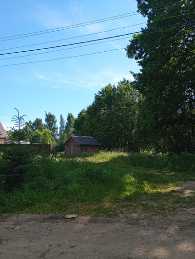 This image depicts a rural scene in Shil'tsevo, Russia, under a clear blue sky with a few wispy clouds, suggesting fair weather. The time of day appears to be midday or early afternoon, indicated by the bright sunlight casting distinct shadows.

The foreground is a dirt path, textured with small stones and patches of dry earth. To the left of the path, a dense area of tall green grass and other vegetation grows, with a young evergreen tree standing prominently in the mid-left.

Further into the scene, a small, rustic wooden shed with a gray, corrugated roof sits amongst the greenery. To the left of the shed, a weathered wooden fence encloses an area. Partially visible behind the fence and evergreen tree is the corner of a building, likely a house, with a sloping roof.

The background is dominated by a thick line of lush green trees, forming a natural border. Several taller, slender trees with lighter green foliage are interspersed within this backdrop. Overhead, dark power lines stretch across the upper portion of the image, a common sight in rural areas.

No people or specific activities are visible. The overall impression is one of a quiet, sunlit day in the countryside, focusing on the natural elements and simple rural structures.