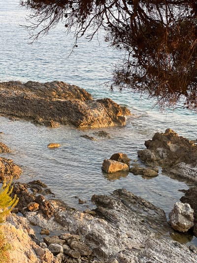 A high-angle shot presents a rocky coastline where land meets water. To the left, branches with sparse foliage overhang. The water is calm, with subtle ripples reflecting light. Rocks jut out from the water, creating a textured shoreline. The rocks transition from a sun-drenched tan to cooler grays. A patch of green plants is visible in the bottom right corner.
