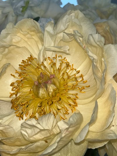 This is a close-up, low-angle, natural light photograph of the center of a pale yellow peony flower, possibly taken in Lynnwood, United States of America. The flower is in full bloom, with its petals unfurling to reveal a vibrant yellow center. The pistils are tipped with pink, and the stamens are a rich golden yellow, dusted with pollen. The petals are delicate and layered, with a subtle translucence that allows light to pass through them. The background is out of focus, but appears to be more of the same flowers, creating a soft, dreamy effect. There are no people or animals visible in the image. The focus is entirely on the intricate details of the peony's reproductive parts and the velvety texture of its petals.