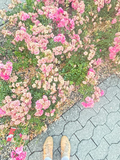 The media file shows a high-angle shot of a rose bush with pink and cream-colored flowers, bordering a grey paved walkway. Two feet wearing tan shoes and white socks are visible on the right side of the walkway, suggesting someone is standing or walking. The scene appears to be outdoors, with soft lighting that might indicate daytime, possibly morning or late afternoon, and the weather seems fair.
The rose bush is dense with numerous small blooms, some appearing to be in full bloom while others are fading or dried. The walkway is made of interlocking pavers with dark grout lines. On the ground near the rose bush and walkway, there is a discarded red and white object, possibly packaging, with some visible text. The setting seems to be a public space, perhaps a park, garden, or a street with landscaping, consistent with the location context of Brugg, Switzerland. The overall impression is one of a casual, everyday scene, with a focus on the natural beauty of the flowers juxtaposed with the man-made pavement.