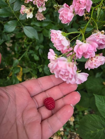 In Doneztebe / Santesteban, Spain, a close-up shot captures a hand holding a single, ripe raspberry. The hand, with visible lines and a light complexion, cradles the bright red fruit. Behind the hand, a cluster of delicate pink roses with some wilting petals and subtle speckles of red adorn a thorny green stem, set against a blurred backdrop of lush green foliage. The lighting suggests an outdoor setting, likely a garden or natural area within the town.
