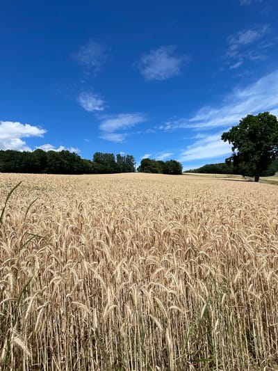 This is a high-angle, full-shot photograph of a ripe wheat field under a bright blue sky with scattered white clouds. The field, a warm golden-brown hue, dominates the right side of the image, its stalks appearing dense and ready for harvest. The wheat heads are clearly visible, giving a textured appearance to the vast expanse.

On the left side of the image, a line of dark green trees forms the border of the field, separating it from the sky. A large, mature deciduous tree with dark green foliage stands prominently in the upper left portion of the frame, its branches reaching towards the sky. The sky itself is a vibrant, clear blue, with streaks of thin, wispy white clouds moving across it, suggesting a breezy day.

The scene depicts a rural setting, likely a farm in Seigertshausen, Germany, during the late summer or early autumn, when wheat fields typically ripen. The bright sunlight and clear sky indicate fair weather, likely midday. There are no people or active events depicted, giving the image a sense of tranquility and natural beauty. The overall impression is one of abundance and the cycle of nature. No text is visible in the image.
