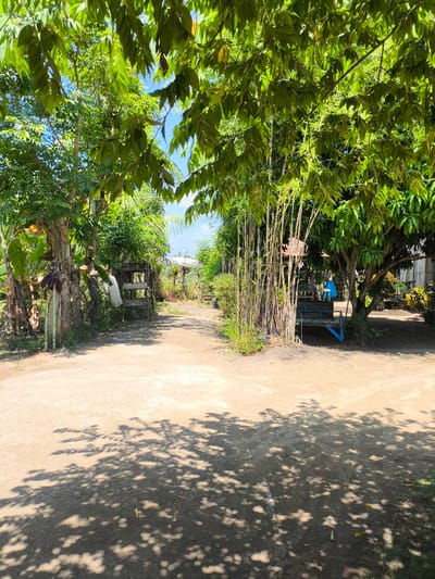 The image depicts a dirt road leading through a tropical, possibly rural, environment. Lush green foliage from trees and bamboo covers the upper and right portions of the frame, casting dappled shadows on the road. In the middle ground, a rustic wooden structure, possibly a bench or a seating area, is visible under the trees, with a blue tarp draped over it. Further back, a small house with a white roof and a single window can be seen. The overall impression is one of a quiet, sun-drenched day in a natural setting.