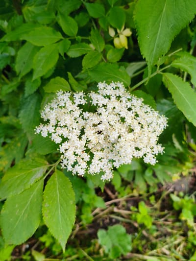 The image shows a cluster of small white flowers with yellow centers, possibly elderflowers, blooming amongst green foliage. The flowers are in the foreground, with the green leaves and some indistinct yellow-green leaves forming the background. The overall impression is of a natural, outdoor scene, likely in a garden or wild area. The location is specified as Gusyra, Russia, suggesting a temperate climate where such flowers would bloom. The image is a close-up shot, focusing on the detail of the flowers and surrounding leaves.
